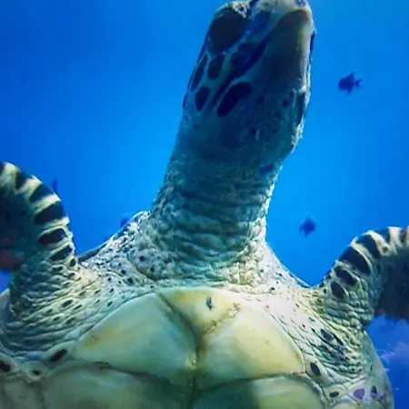 Lovely In With Wifi * Ledinghem