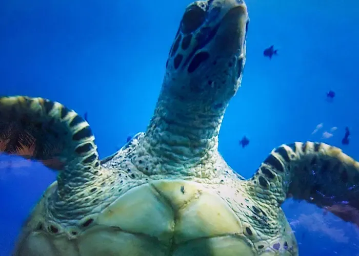 Lovely In With Wifi * Ledinghem